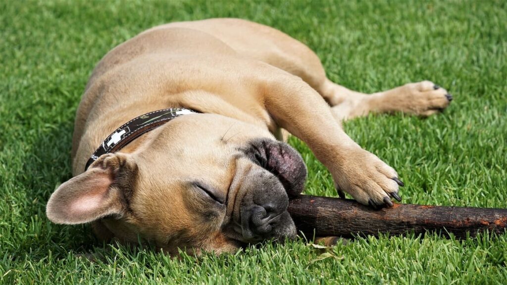 French bull dog chewing on a stick laying down