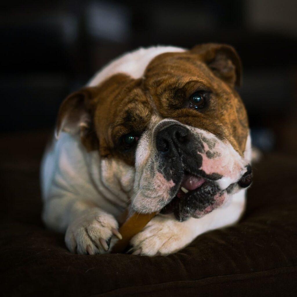 brown and white Bulldog chewing on a stick