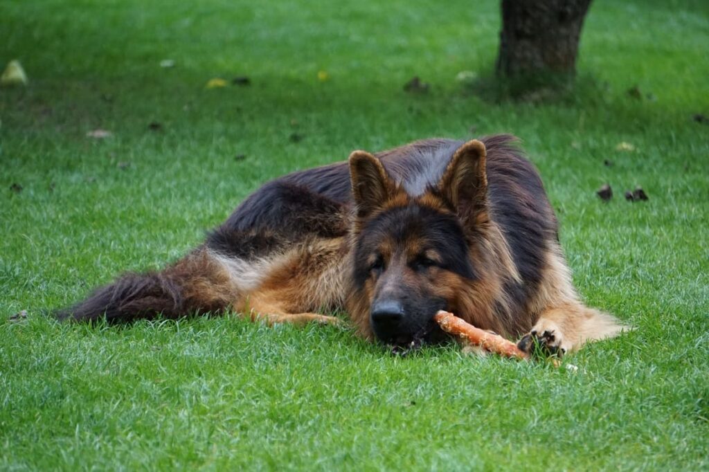 German Shepherd dog chewing on a stick