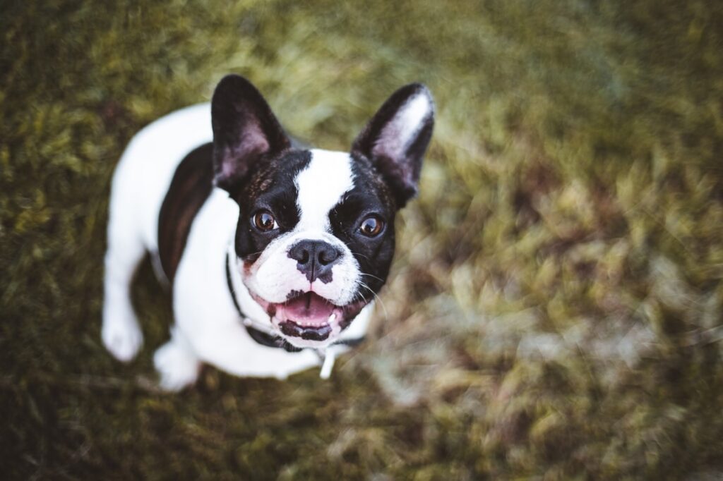 Dog on grass patch